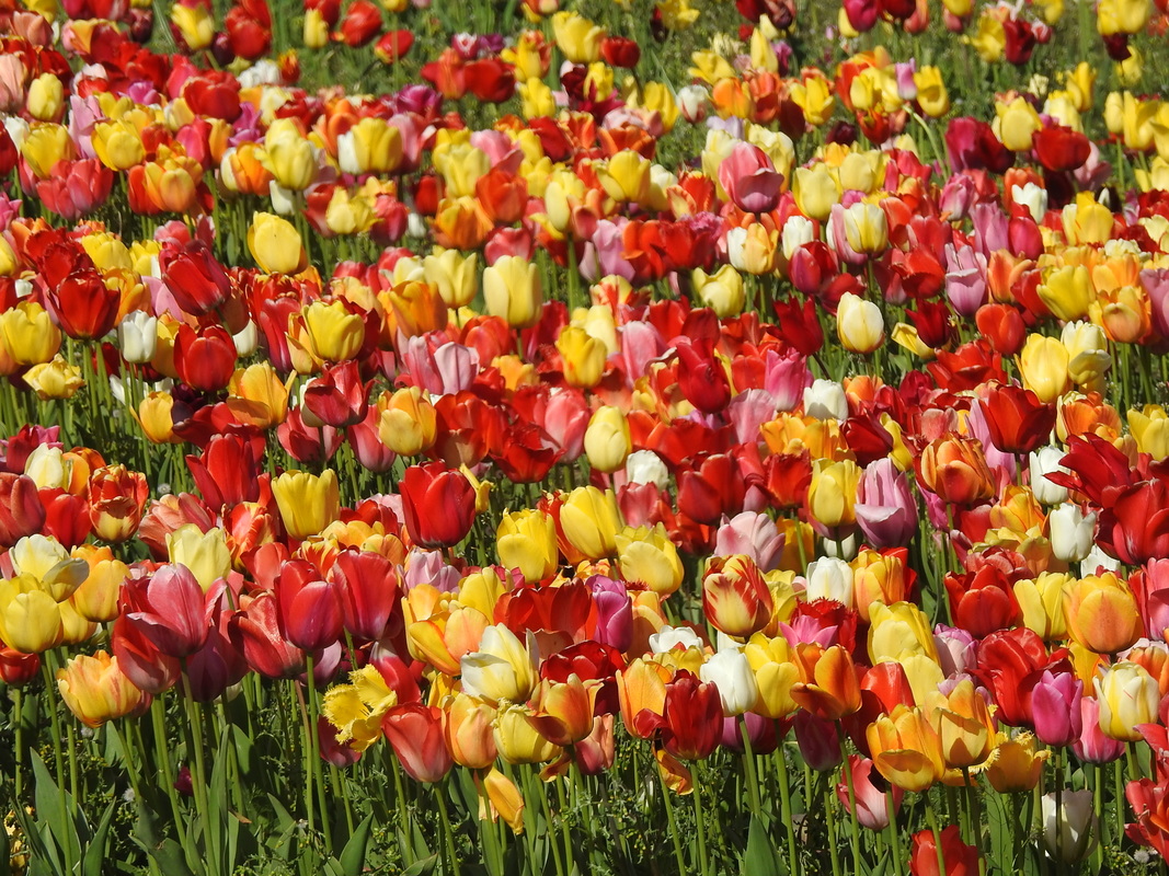 Nortorfer Tulpenfeld