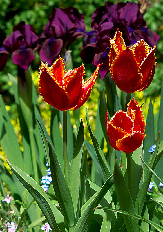 Tulpen im Garten2