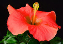 Fotos_Hibiskus