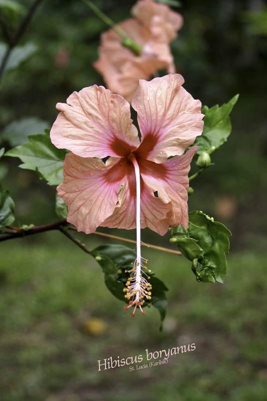 Hibiscus Boryanus