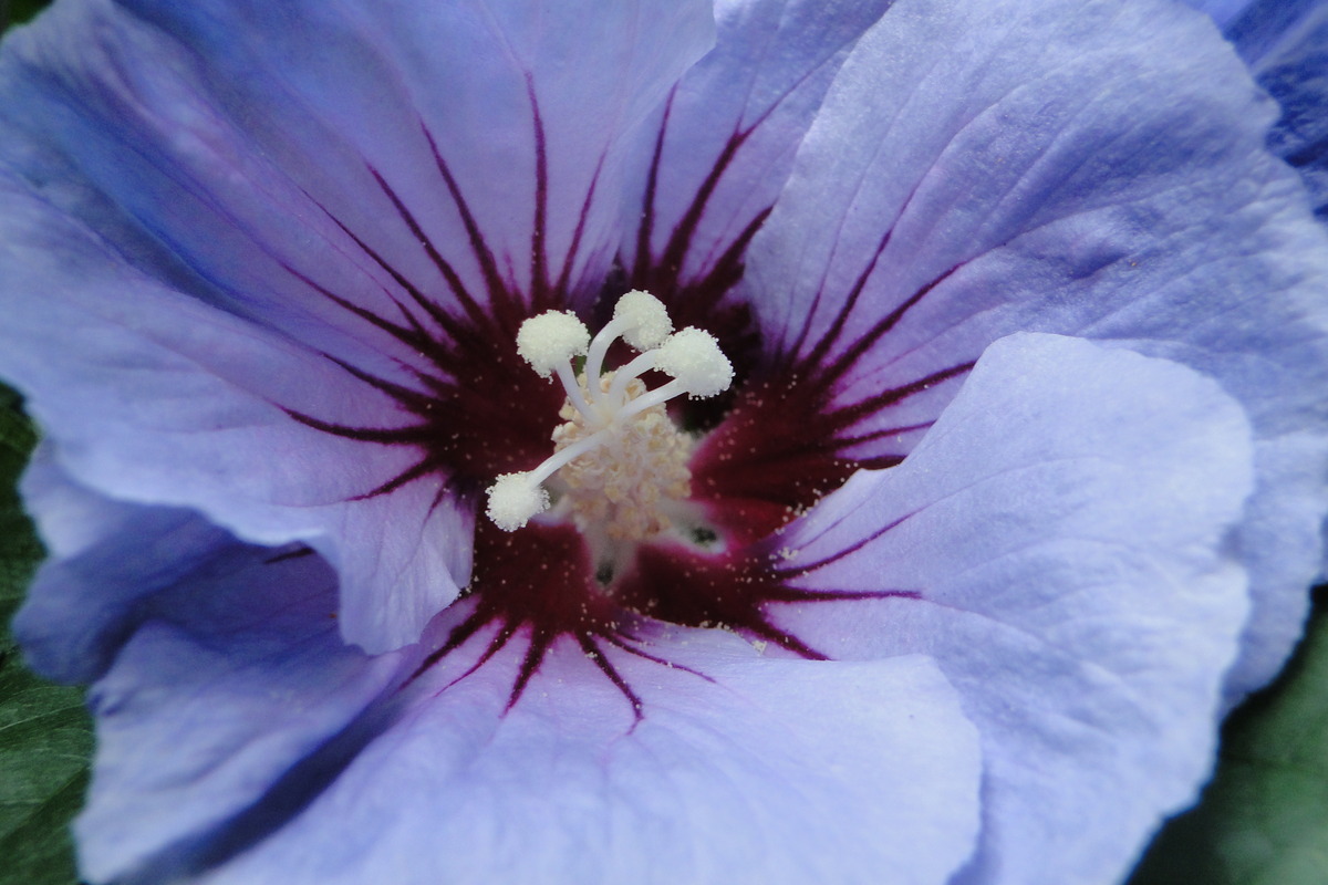 Hibiskusblühten im Tierpark