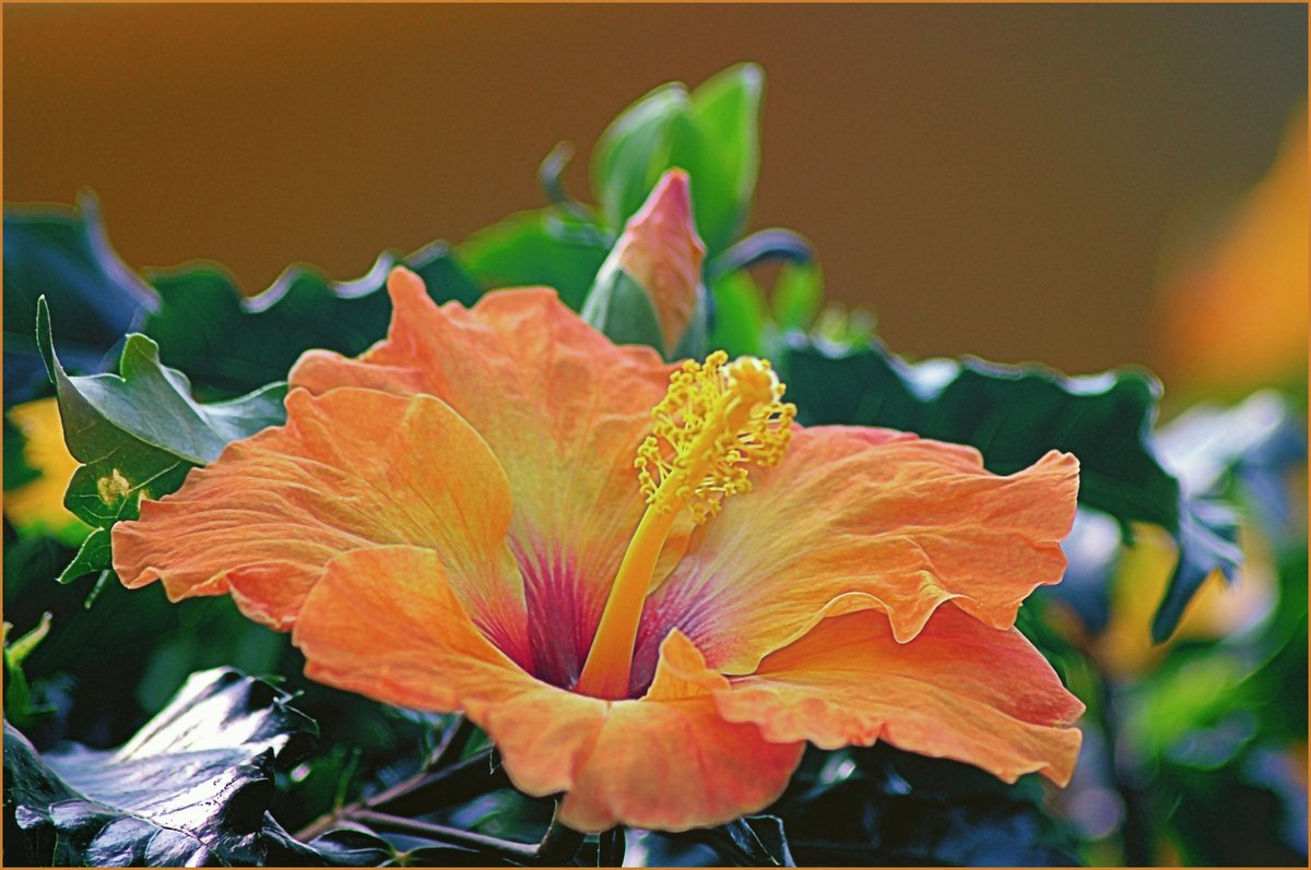 Hibiskus!