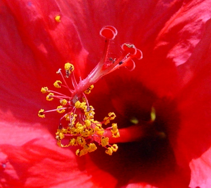 Hibiskus