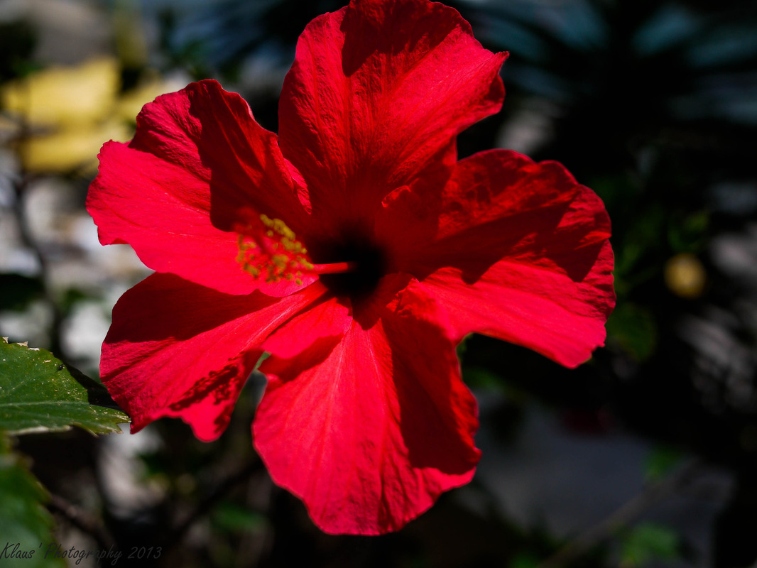 Hibiskusblüte auf Mallorca
