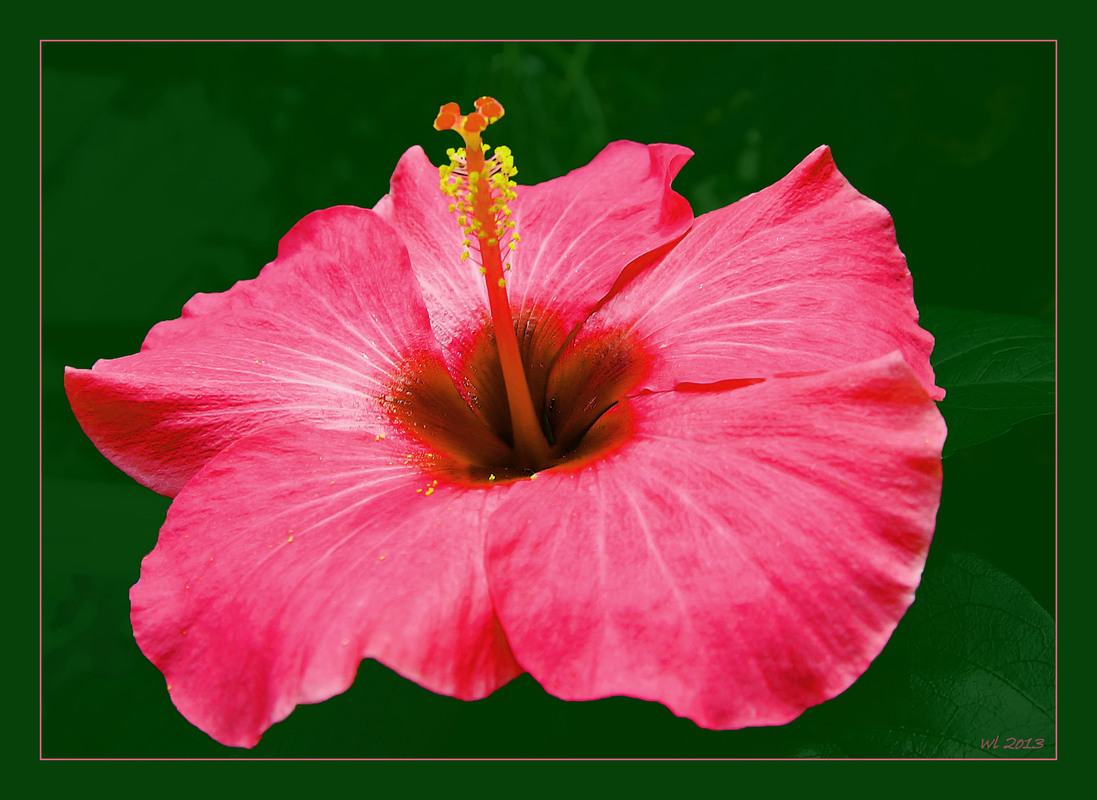 Hibiskus
