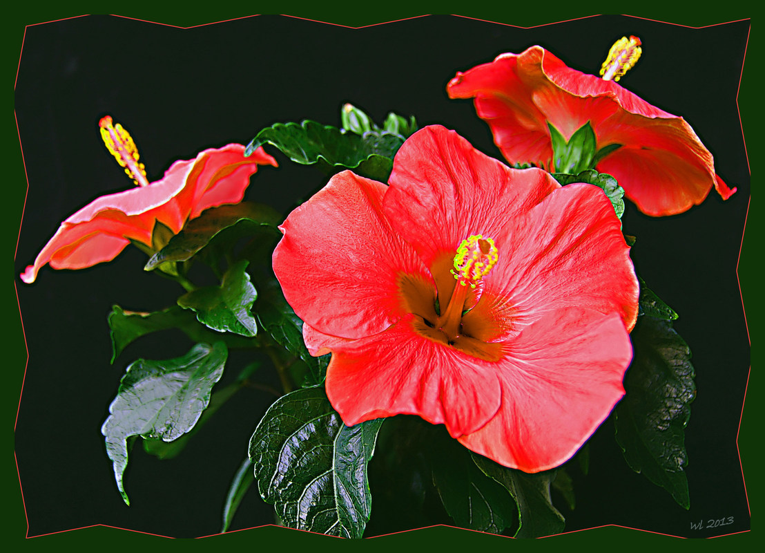Hibiskus