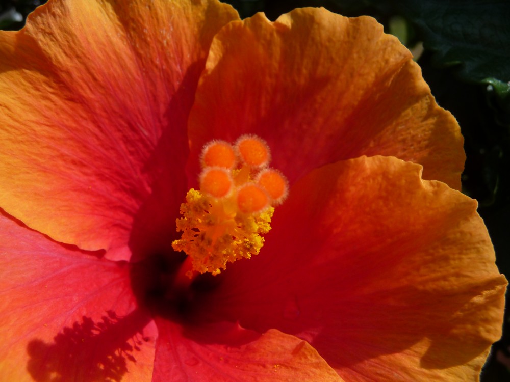 Hibiskusstempel