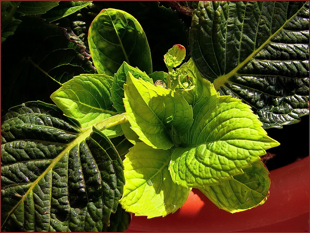 Es grünt so GRÜN ....