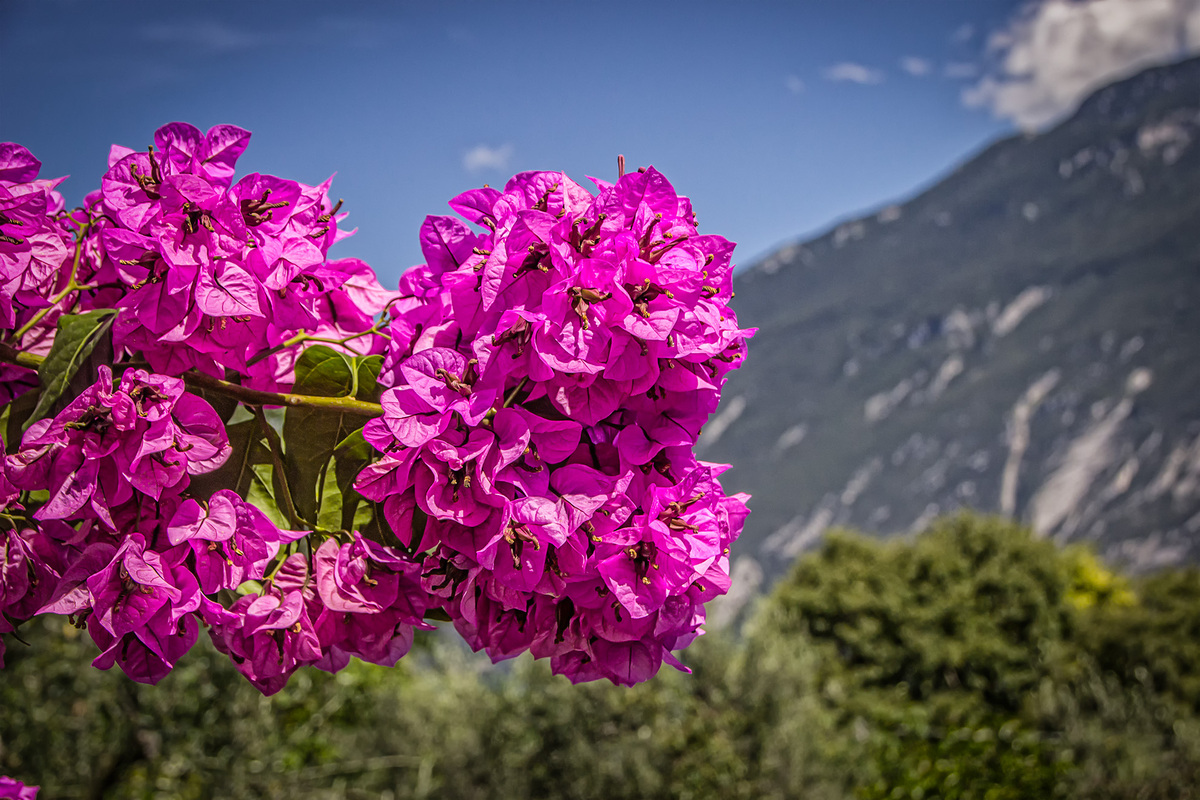 Blume am Gardasee