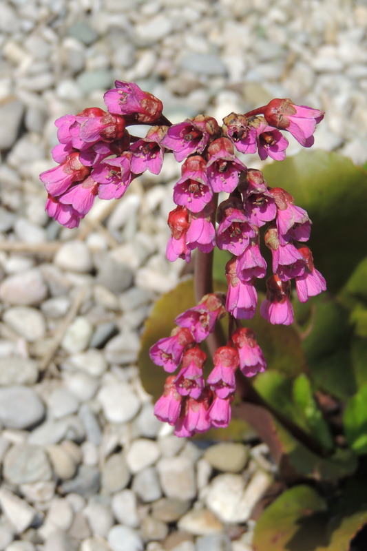 Schöne Blüten mit Steinen