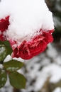 Schnee der auf Rosen fällt