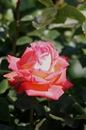 Fotos_Rosen