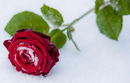 "Schneerose"