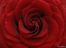 Rosen makro