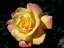 "roza"