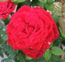 Fotos_Rosen