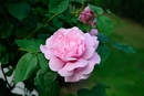 Roseblüte rosa