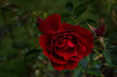 Late Rose