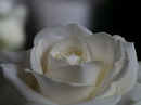 White Rose II