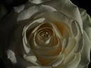 White Rose IV