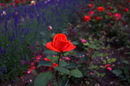Fotos_Rosen