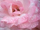 Ein warmer Regenschauer 