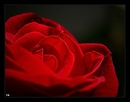 The Red Roses 4