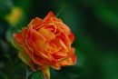 Eine Rose zu Pfingsten