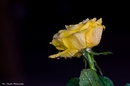 The yellow Rose