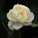 Blüten im Dezember 1