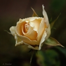 Blüten im Dezember 6