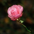 Blüten im Dezember 9