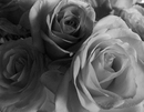 Noir et Blanc