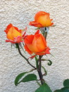 Fotos_Rosen