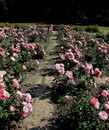 Fotos_Rosen