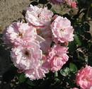 Rosen im Schlosspark Vechelde (03.Juli 2010) --- 6. Foto ---
