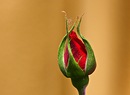 Rosenknospe  -  Makro