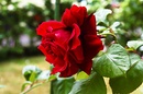 Rote Rose