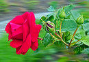 Fotos_Rosen