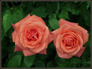 Fotos_Rosen