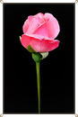 Fotos_Rosen