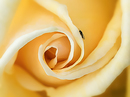 Rosenspirale mit Fliege