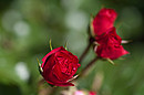 Rote Rose