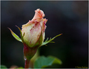 Zart rosa....  
