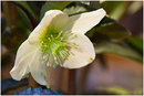Endlich mal eine Christrose......  