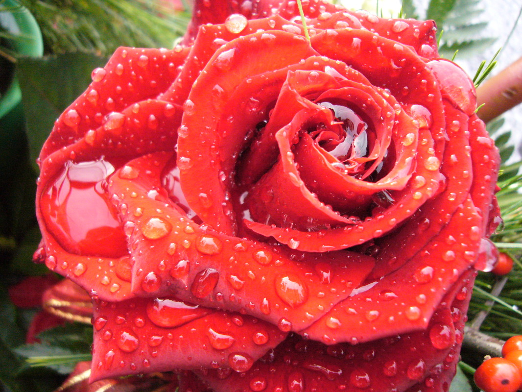 Meine Rose-2009 Ihlow-Riepe