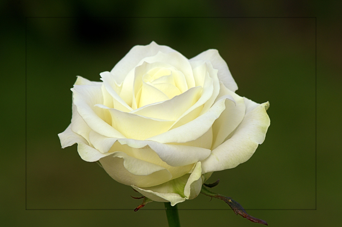 Eine Rose für alle.