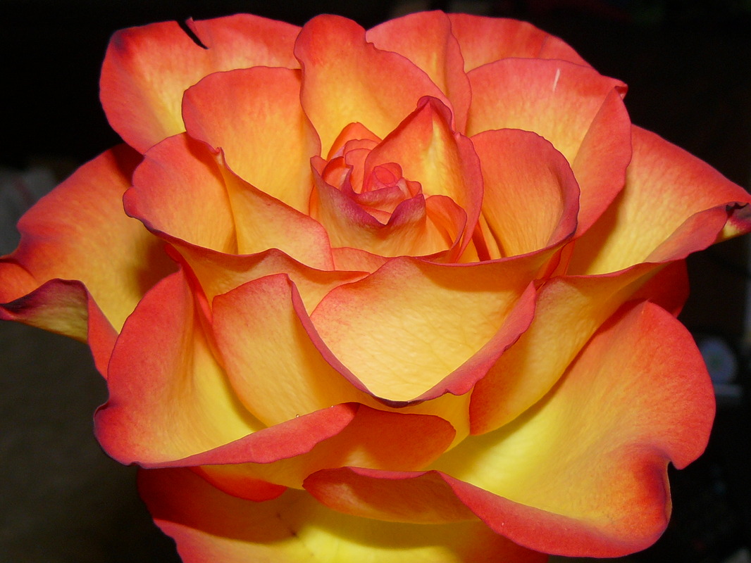 Diese Rose bekam ich zum Geburtstag