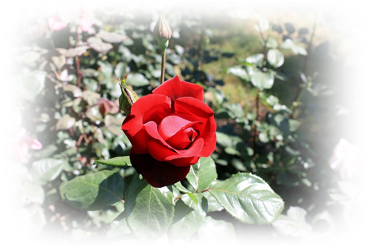 Eine Rose zum Wochenbneginn ...