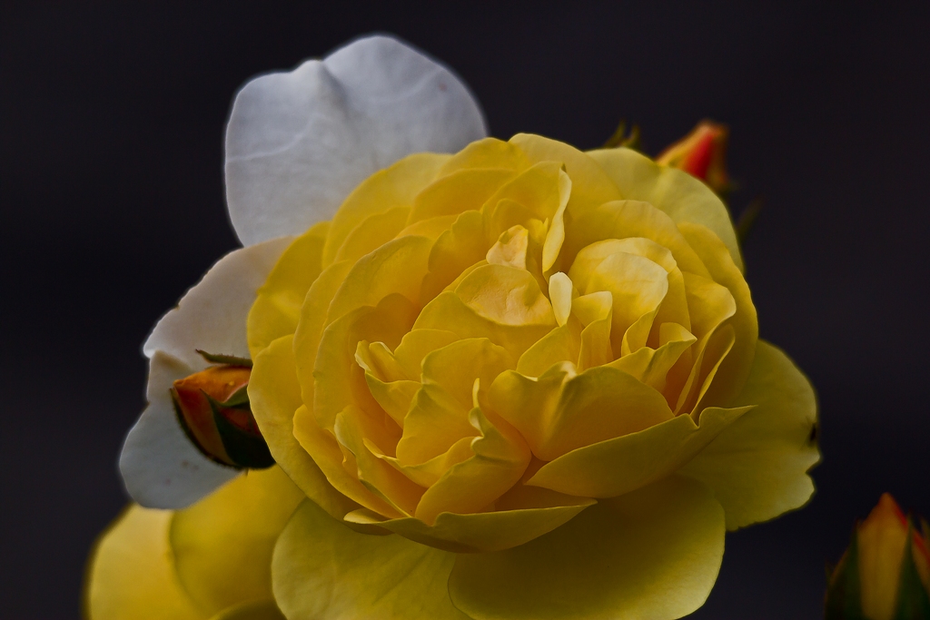 Bin ich nicht schön?